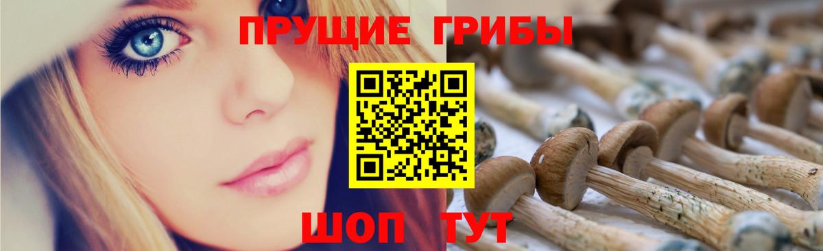 Псилоцибиновые грибы Cubensis Тара